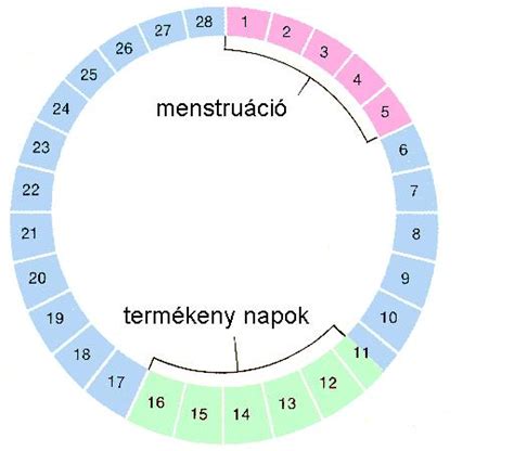 Női termékenységi naptár