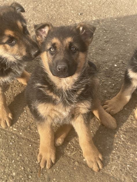 Németjuhász kiskutyák