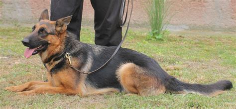 Németjuhász munkakutya