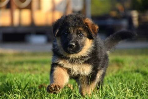 Németjuhász családi kutya