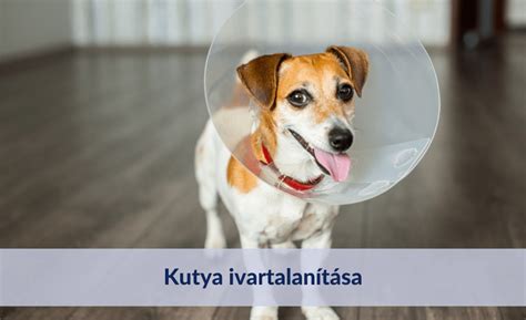 Kutya ivartalanítás