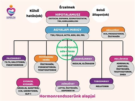 Hormonális ciklus ábrája
