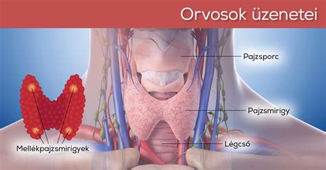 Pajzsmirigy anatómiája és működése