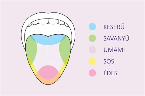 Az ízlelés fejlődése a magzatban