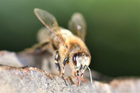 méh összehúzódása szoptatás alatt