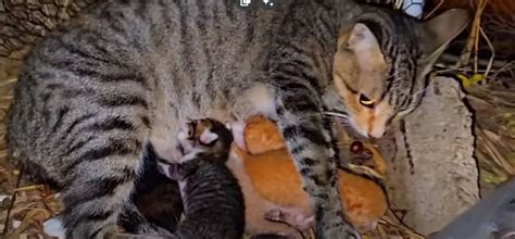 Pihenő anya és újszülött