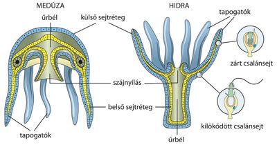 Medúza csápjai és csalánsejtek