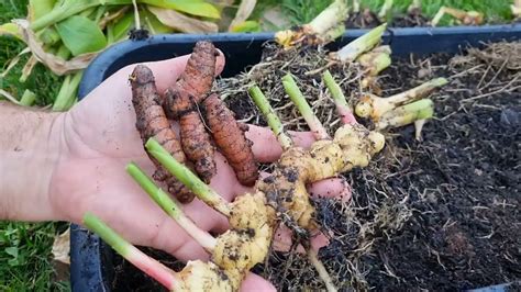 Gyömbér gyökértörzs és levelek