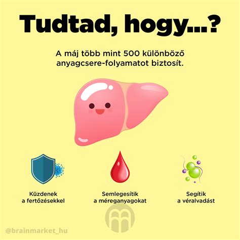 Infografika a máj funkcióinak fontosságáról