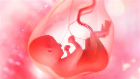 A köldökzsinór felépítése