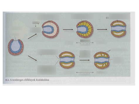 A három csíralemez