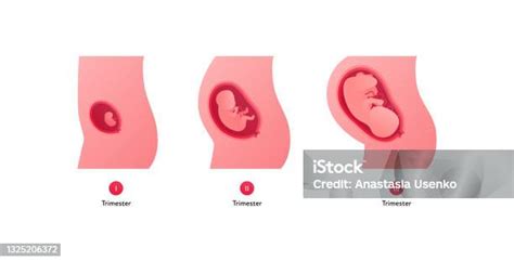 Az emberi embrió fejlődése