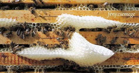 méhviasz védőréteget képez a bőrön