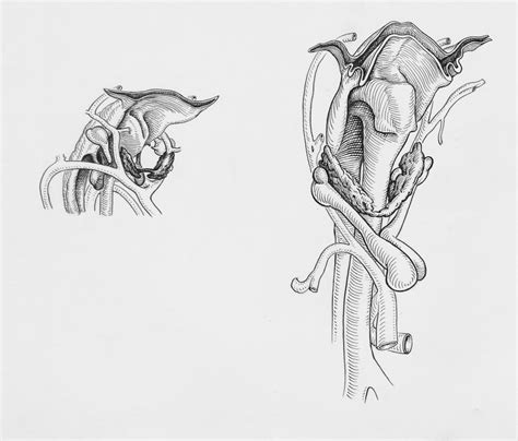 A méhnyak rövidülése és a méhszáj tágulása