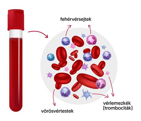 vörösvértestek és hemoglobin