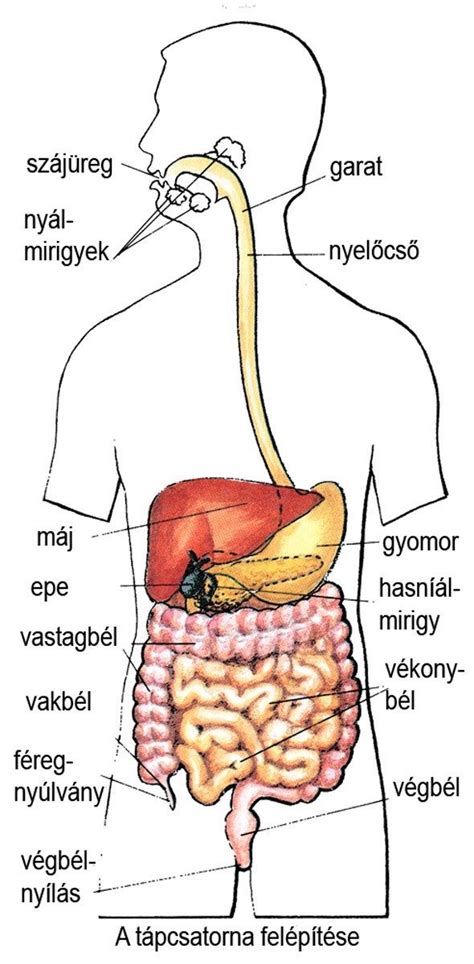 Hasi összenövések ábrája