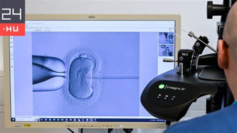 Lombik program folyamata