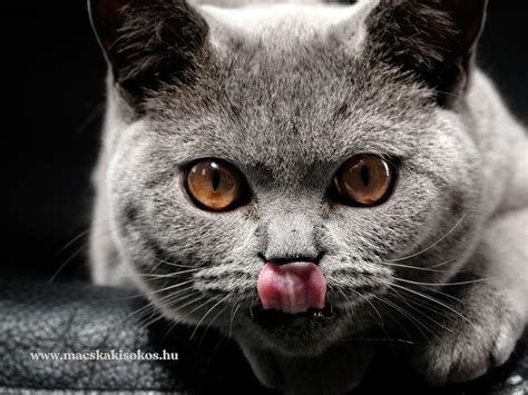 Vemhes macska hasa és mellbimbói