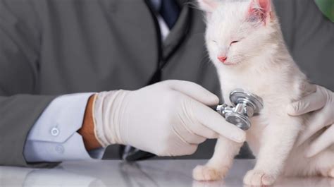 Illusztráció kiscicáról állatorvosnál