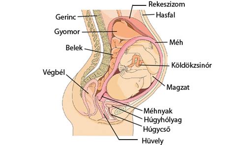 A magzat elhelyezkedése a méhen belül