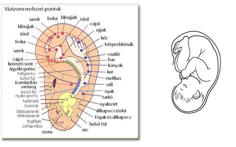 Moxaterápia pontjai
