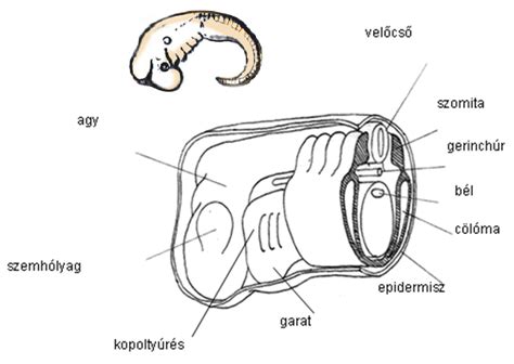 A velőcső fejlődése az embrióban