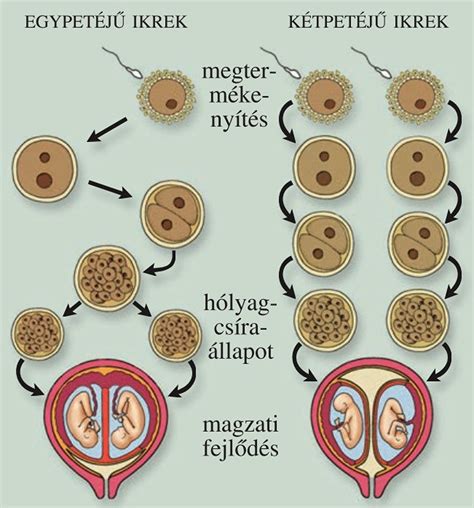 A méhlepény fejlődése és szerkezete