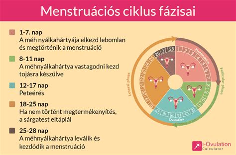 Az ovuláció leggyakoribb jelei