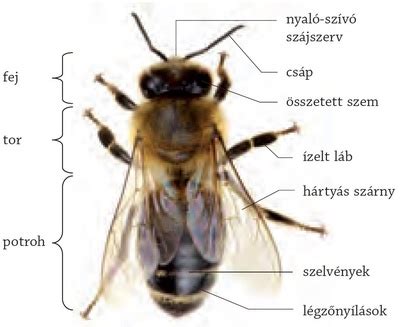 Az emberi méh anatómiai felépítése