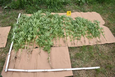 A kannabisz növény és hatóanyagai