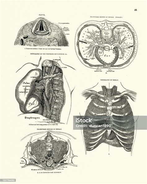 Anatómiai rajz a női medencéről és gerincoszlopról, kiemelve a keresztcsontot és a sacroiliacalis ízületeket.