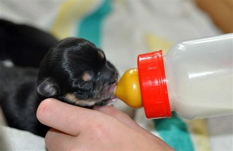 Kiskutya cumisüvegből eszik