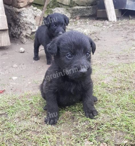 Kölyökkutyák játszanak