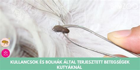 Bolhák és kullancsok ábrája