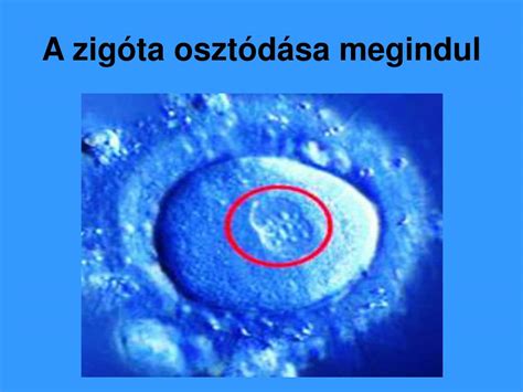 a zigóta osztódása