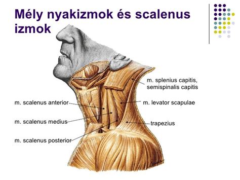 csecsemő nyakizmok anatómia
