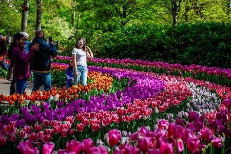 Hollandiai bábapraxis