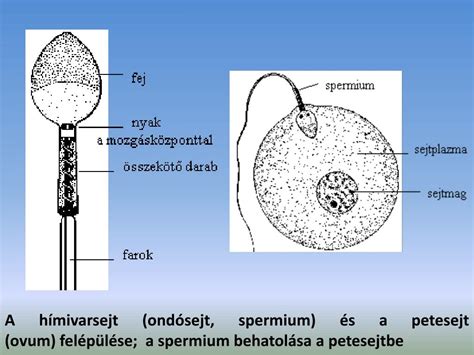 A spermium és a petesejt