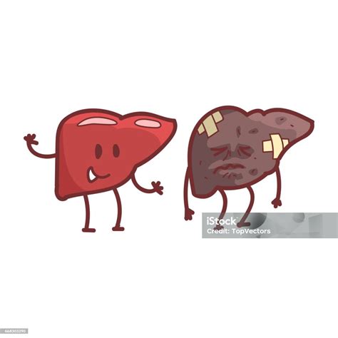 kép a máj szerkezetéről