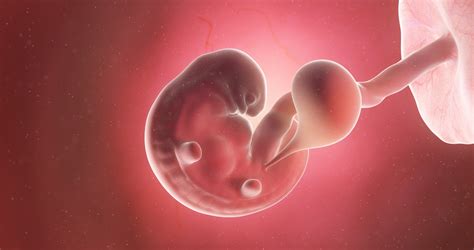 A 6 hetes magzat fejlődése