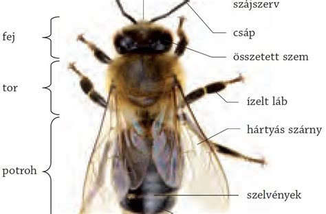 A méh anatómiája, a méhnyakkal és a méhszájjal