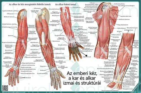 Az emberi reprodukciós rendszer ábrája