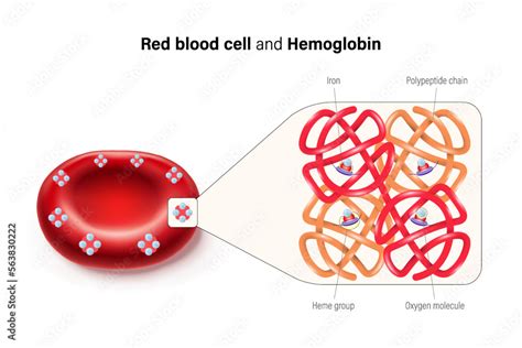 A hemoglobin oxigénnel való kötődésének görbéje