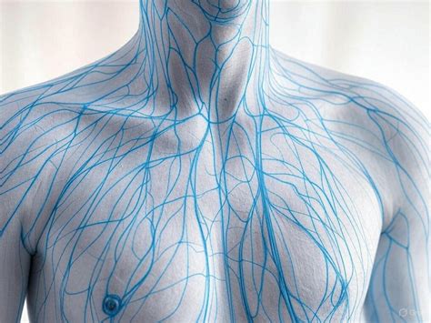 A nyirokrendszer felépítése és működése