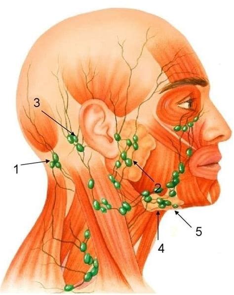 A nyirokcsomó-duzzanat helyei
