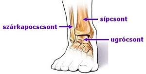 Ábra a boka alatti anatómiai struktúrákról, beleértve az inakat és ízületeket