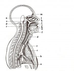 csecsemő szájának rajza, amelyen a nyelőcső és a légcső látható