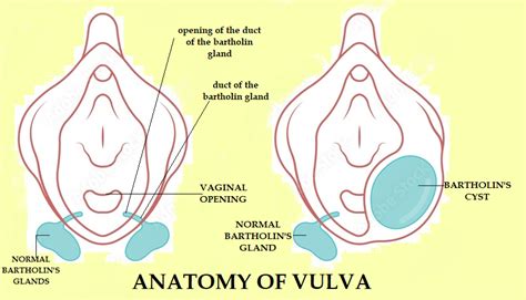 Bartholin mirigy anatómia