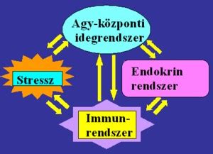 diagram a pajzsmirigy működéséről