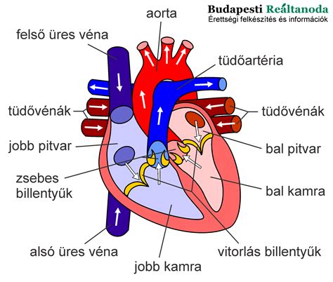 Az emberi ülőideg ábrája